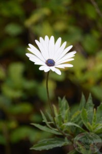 African daisy blooming