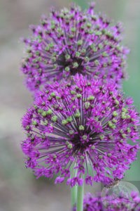 blooming purple Allium