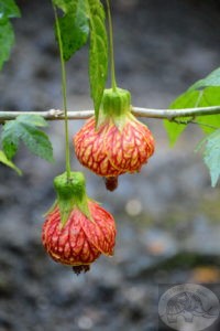 Chinese Lantern flowers, Butchart Gardens, Victoria, Canada