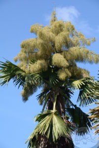 palm only flowers once in its lifetime