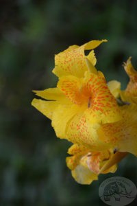 Indian Canna Hakgala Botanic Garden Sri Lanka