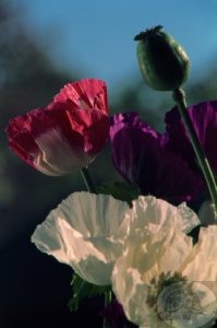 poppies in northern thailand