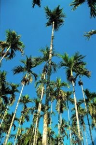 palm trees in XTBG