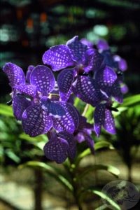 Purple Orchids, Sri Lanka