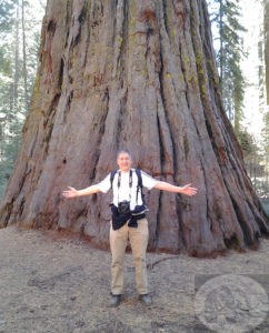 yosemite national park mariposa grove sequoia tree