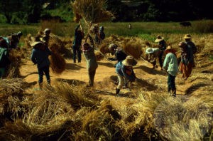 rice threshing by hand