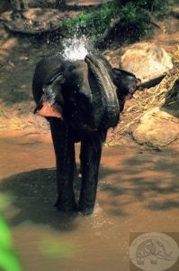 small elephant squirting water