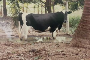 cow in puddle