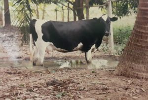 cow at a farm in thailand