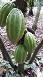 cacao pods on a tree in venezuela