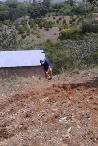 hard at work tilling the land