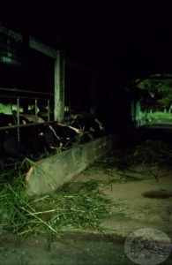 cows being fed Napier grass in thailand