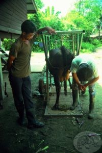 hoof trimming of cows in rathaburi thailand