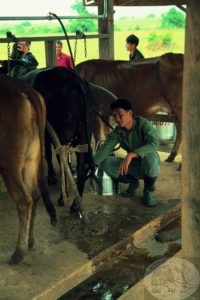 small farm with mechanized milking equipment