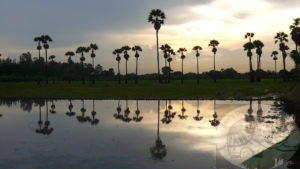 Palms and coconut trees on the road to southern Thailand