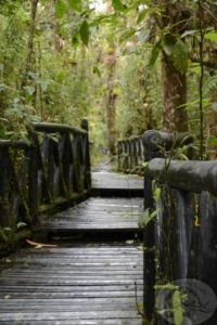 wood walkway across the island