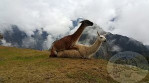 Llamas breeding