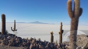 rocky island in uyuni with cacti