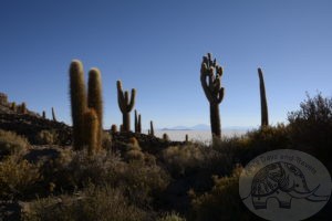 cactus on island in uyuni