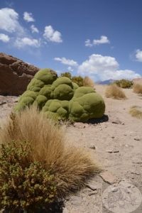 Yareta plant in Uyuni