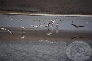 In flight - flamingos at Laguna Hedionda