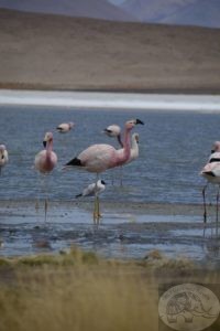 Flamingos in andes mounains bolivia