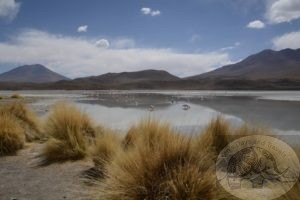 Laguna Hedionda, Bolivia