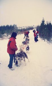 dog sled in the arctic