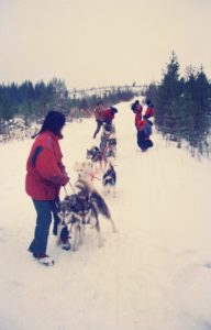 dog sled in Finland