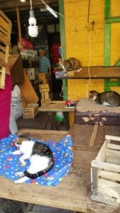 lazy cats on sunday in sunmday market