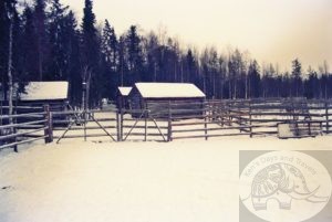 reindeer barns in the arctic, finland