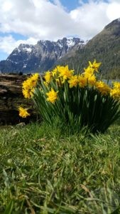 daffodils southern chile