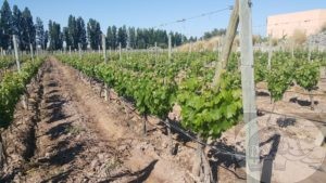 grape vines in mendoza