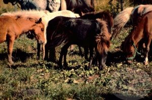 mini horses in argentina