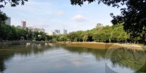 Public park in central Shenzhen