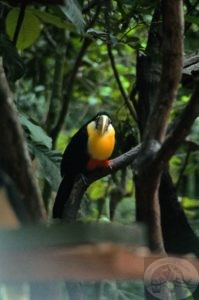 bird park iguassu