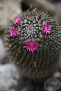 flowering cactus