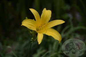 yellow flower in botnaic garden rio