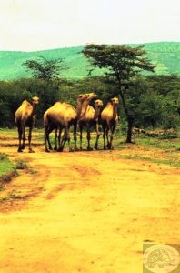 Camels for treks in red centre