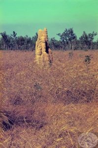 termite hills in Australia